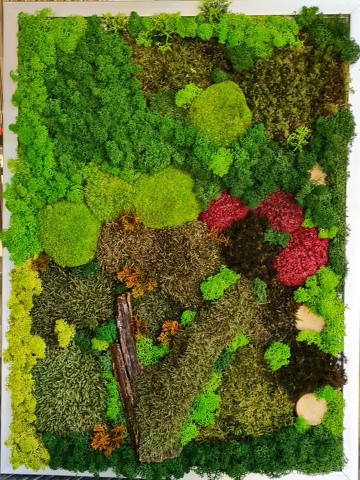 Vând tablouri cu licheni NATURALI