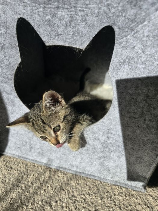 Подарява се мъжко коте / Коте търси дом