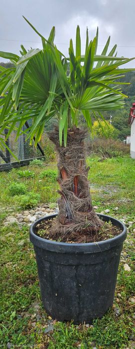 Palmieri maturi in ghiveci mare