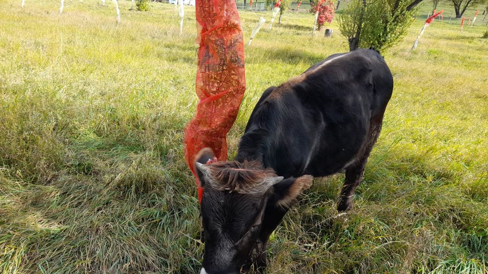 Vând viței rog seriozitate