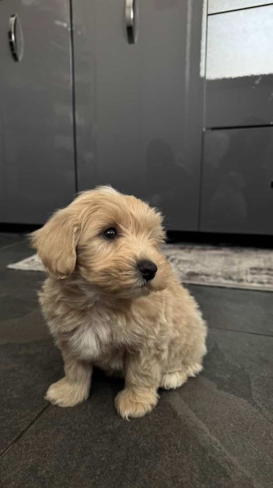 Мъжко кученце Малтипу