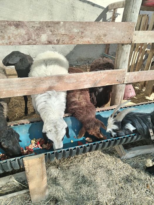 Лвлалалвдвлаалвлвлвлввь