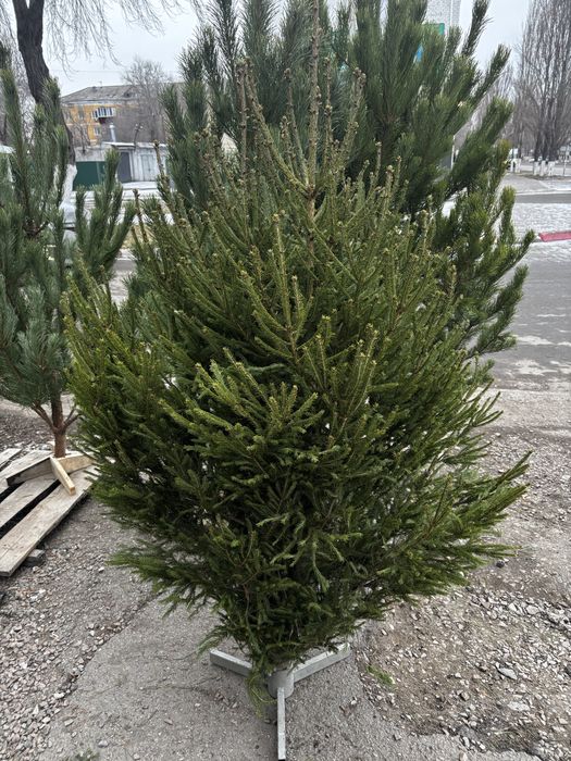 Ель рудный сосны пихта