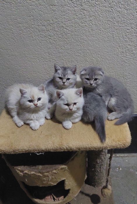 Котёнок 5  шт есть Папа скотиш страйт мама  Шиншила скотиш
