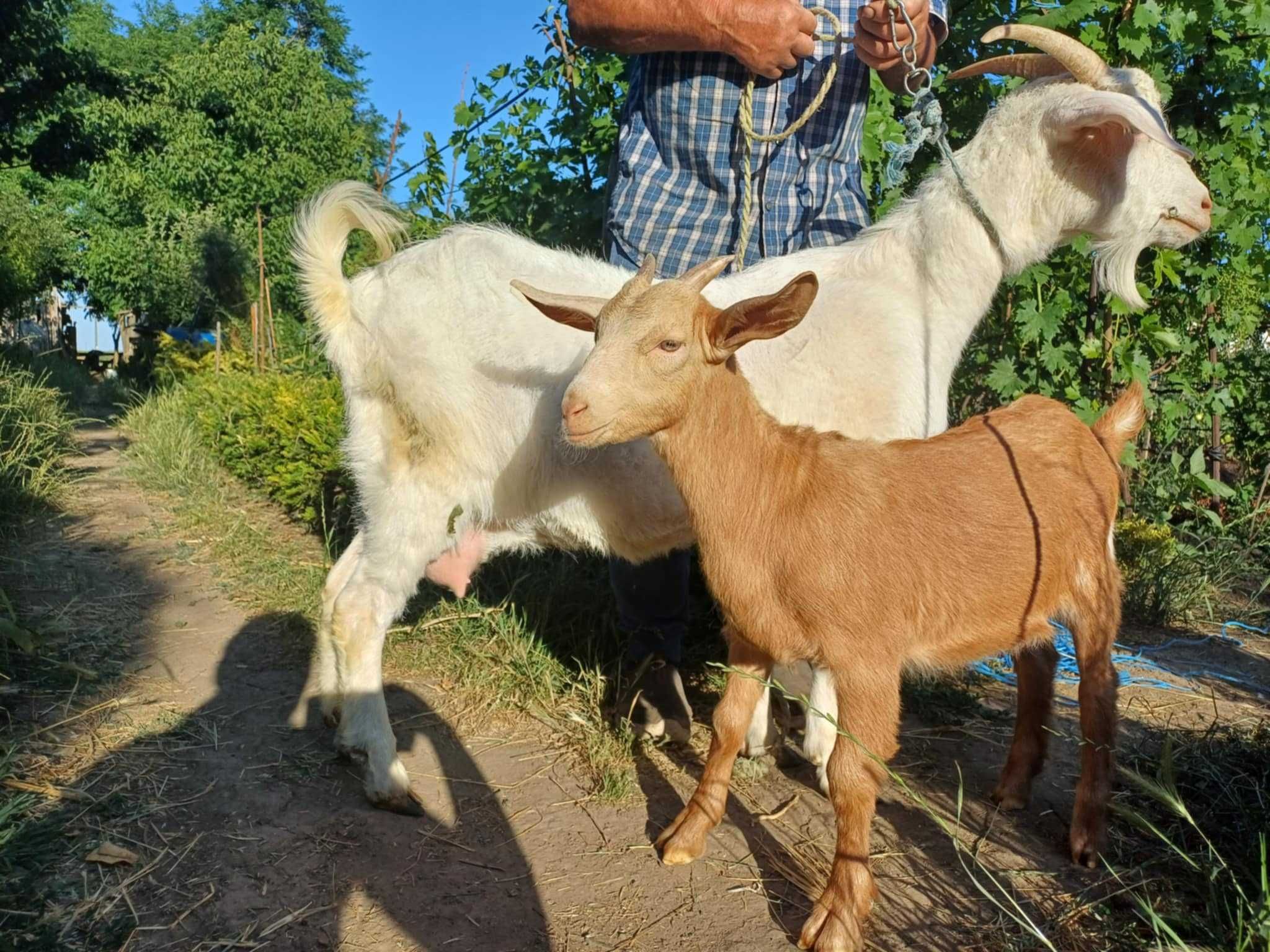 Vând capră cu ieduță alpină.