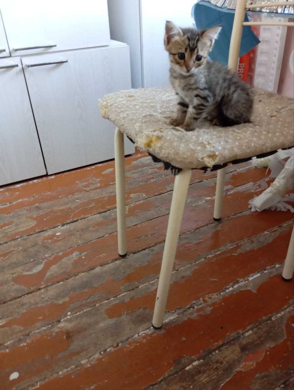 отдам бесплатно котёнка