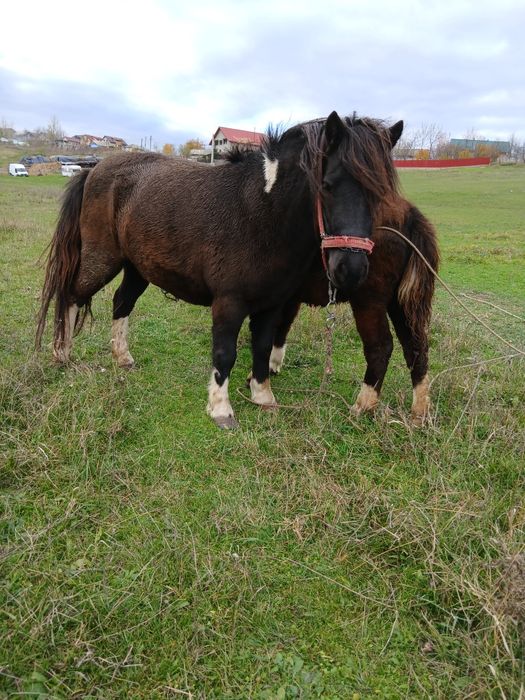 Ponei iapă și manză