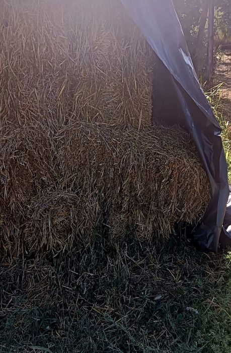 Vând baloți de orz si grâu