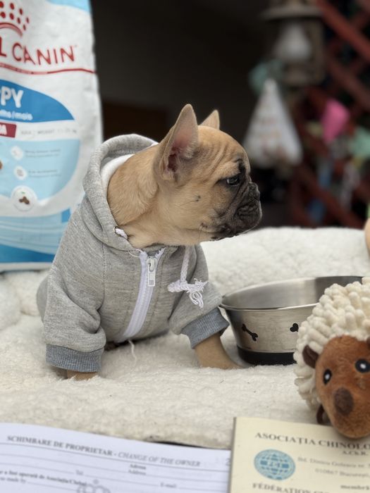 Bulldog franez cu pedigree
