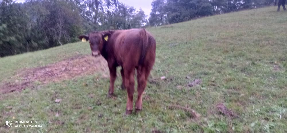 Vând cinci viței Angus și metis