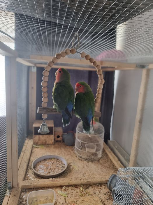 Cusca pt papagali inclusiv