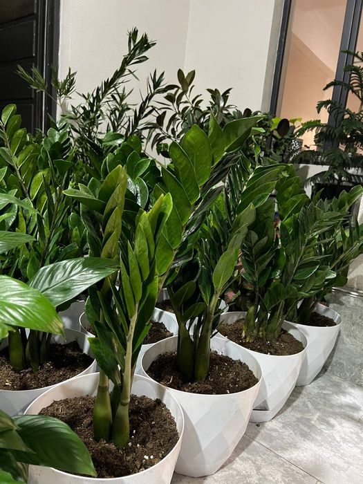 Садовник богбон хона гулларни экиб бериш хизмати