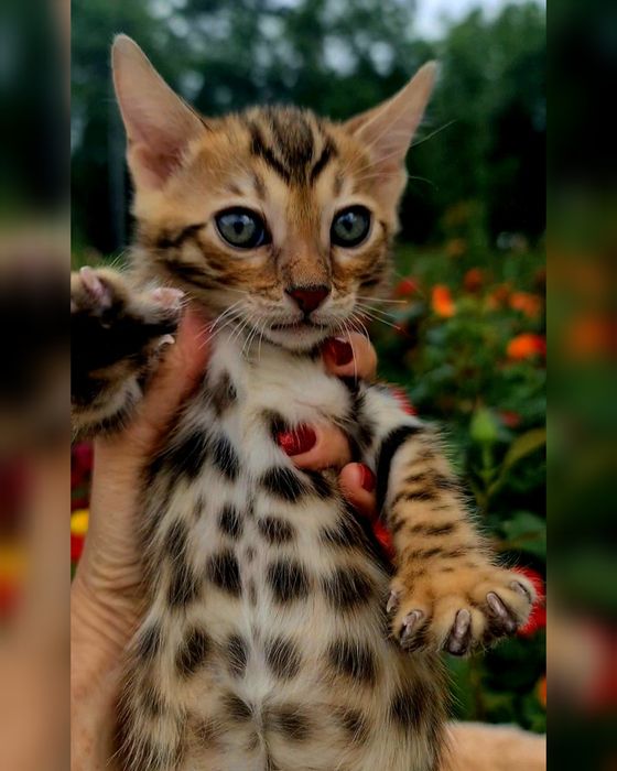 Бронирование. Бенгальские котята снежного окраса для вам