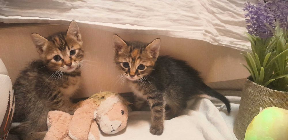 Подаряваме безплатно 4 котенца