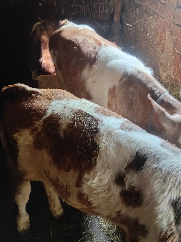 Vand 5 vitei si o vaca