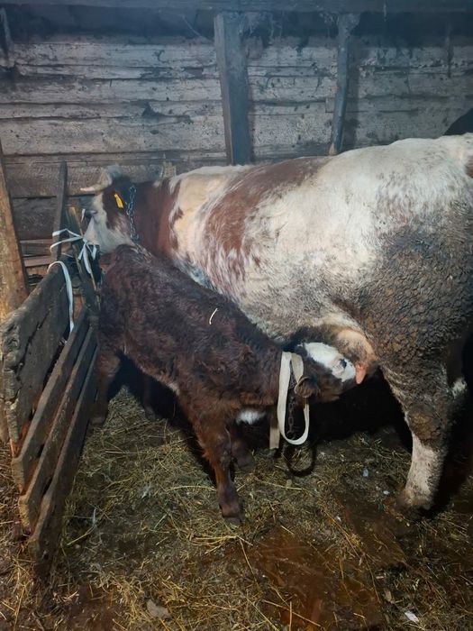 vaca de vanzare la prima fatare