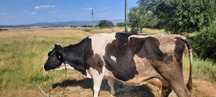 Vaca bună de lapte
