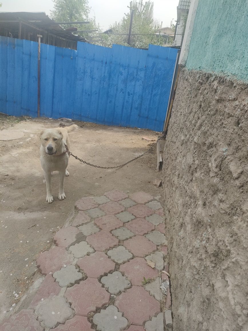 Продам собаку пародистую
