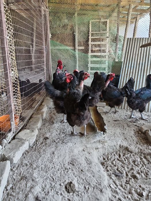 Корашахзода товуклари сотилади