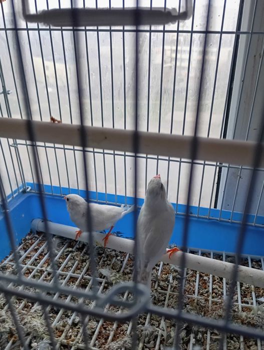 Амадины с клеткой парочка