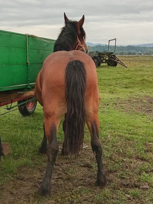 Vand manza semigra