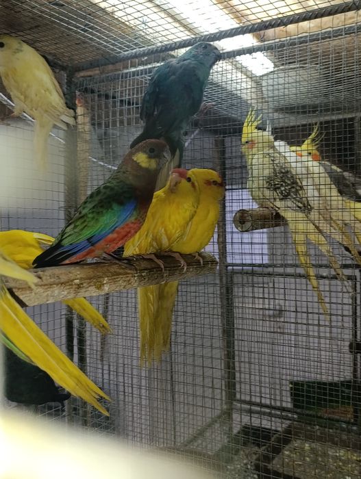 Коледна промоция на папагали