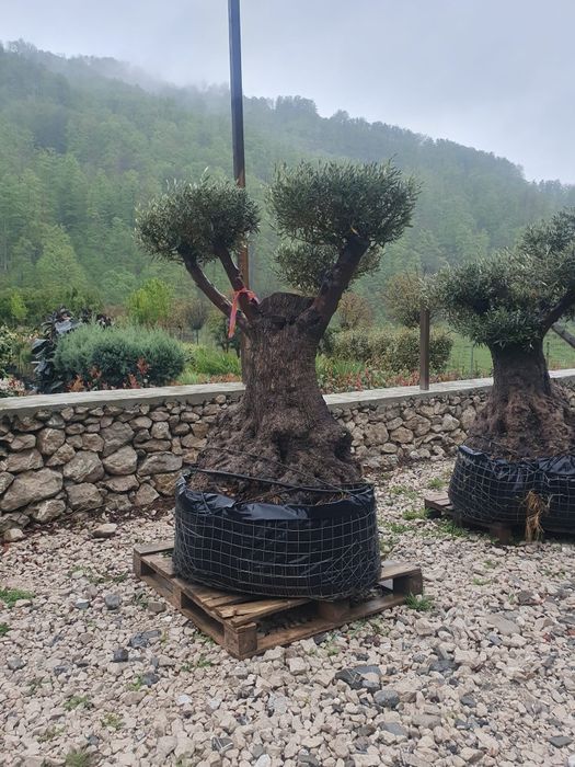 Vand maslini seculari ( bătrâni )