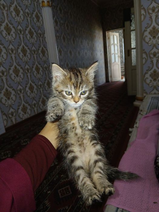 Mushukchalar  sotiladi arzon