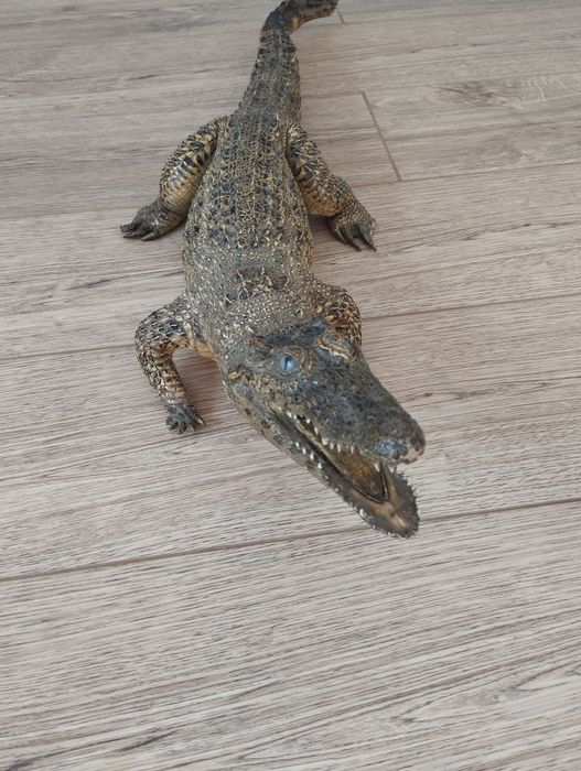 Чучила крокадила