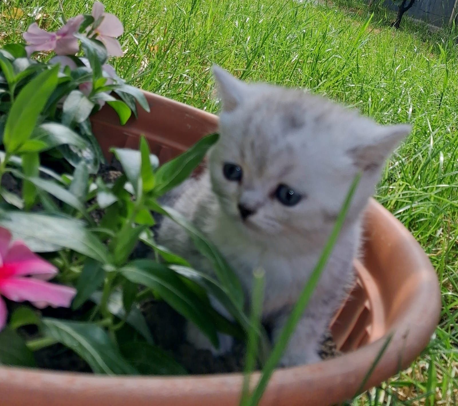 British silver tabby.