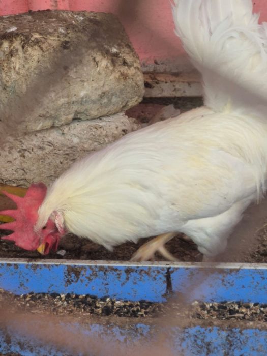 Петух сатылады 5000 тенге