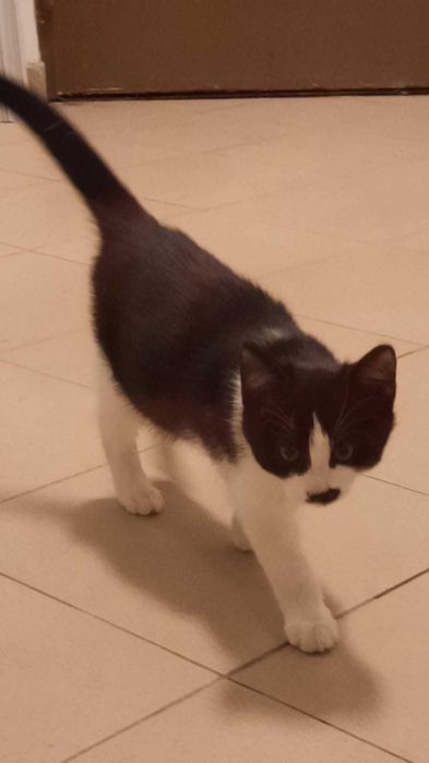 Pisicuta pentru adoptie