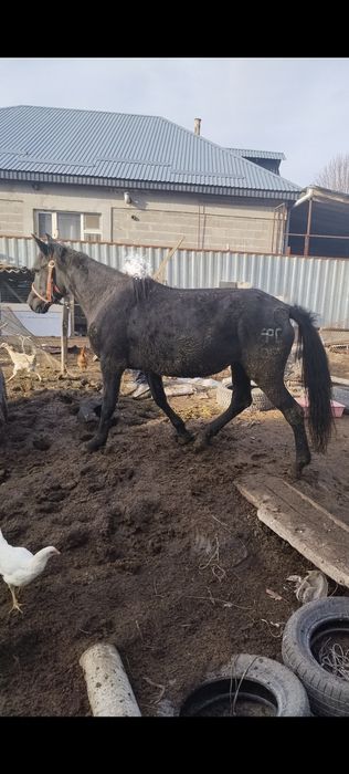 Кобыла жерёбая в хорошем состоянии