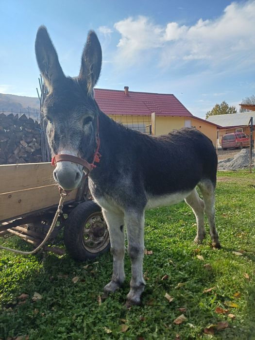 Măgărită de vânzare