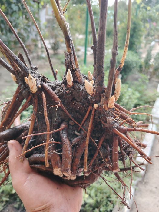 Rizomi Bujori(Peonie) Monsieur Jules Elie