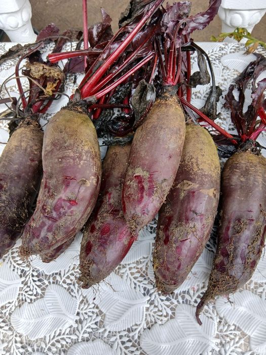 Sfecla rosie...rosie