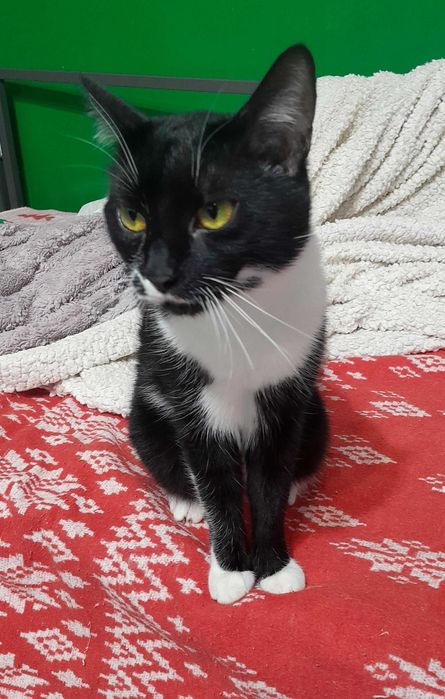 Adoptie pisica neagra Andra