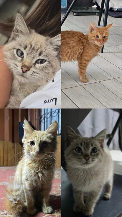 Отдам котят,срооочноо