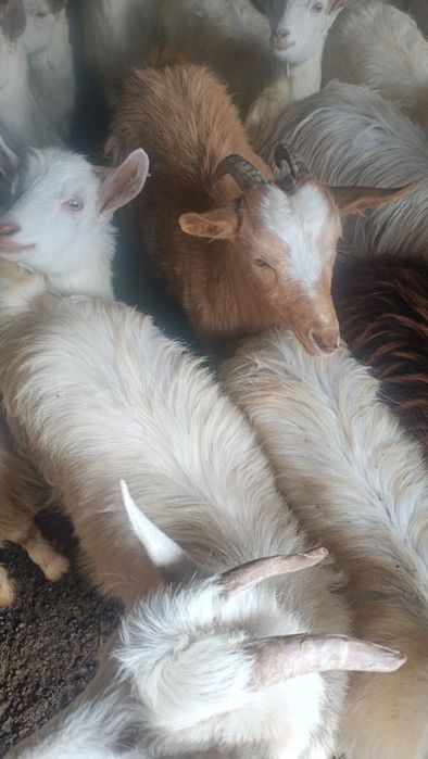 Vând iedițe pentru crescut la prețul de 250 lei