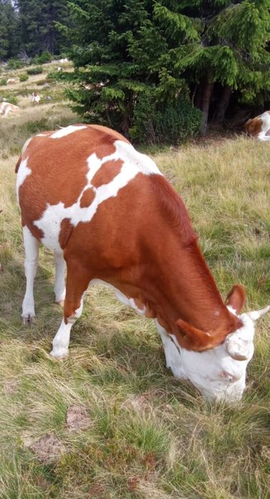 Vaca tanara de aproape 3 ani, gestanta in 6 luni, la a doua fatare