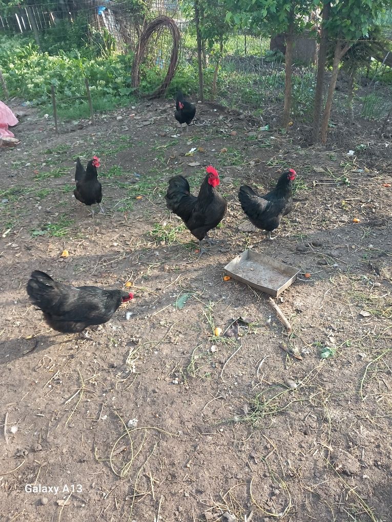 Găini australorp negru