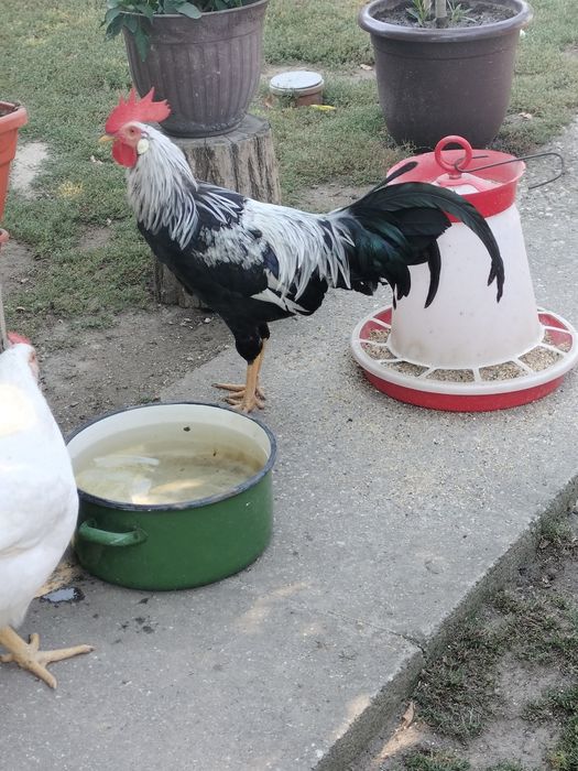 Cocos Italiana argintie 5 luni.