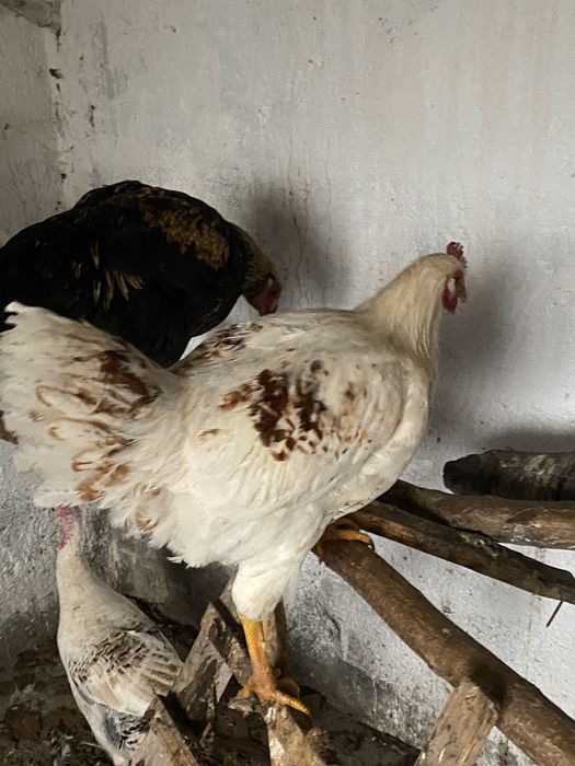 Gaini si cocosi  de tara scoti la closca