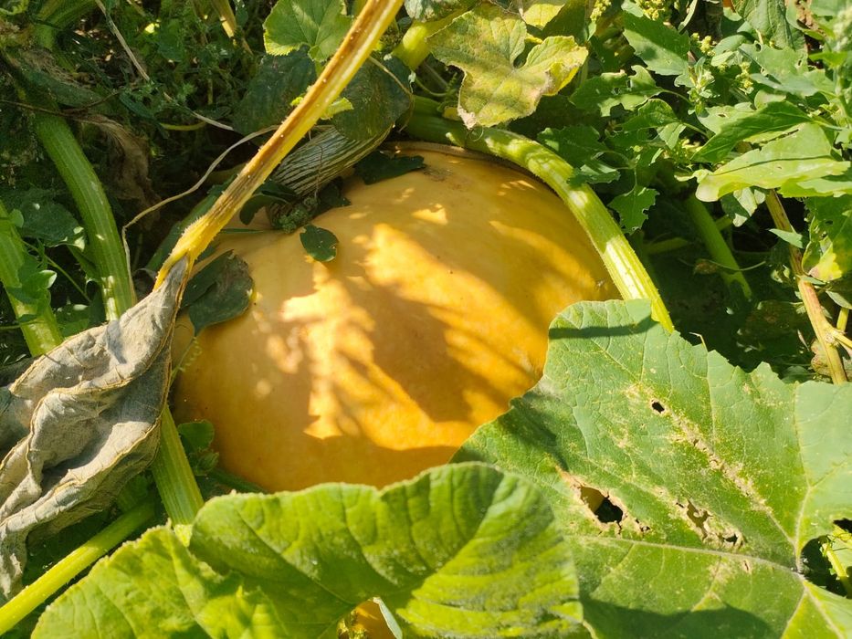 Тыква домашняя, тыква