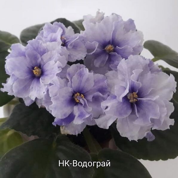 Детки фиалок сортовых