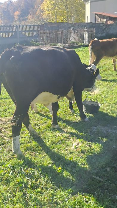 Vind doua juninci și o vaca balta