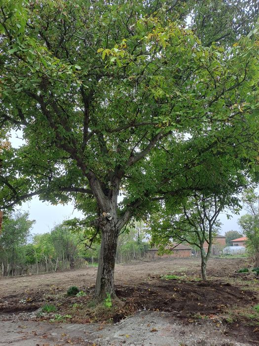 Продавам орехово дърво