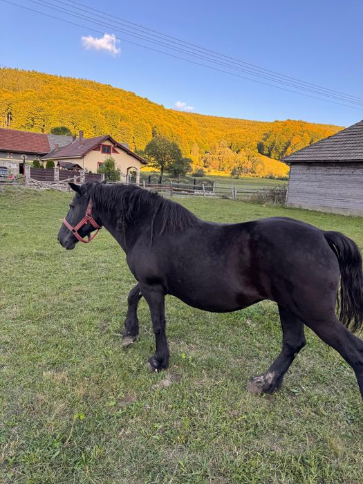 Două iepe de vânzare