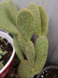 Cactus urechi de iepure