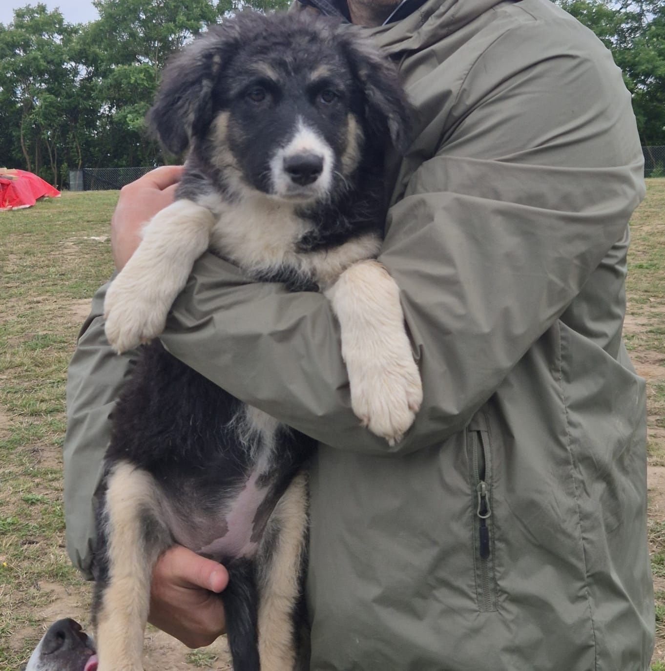 Donez 1 cațel spre adoptie